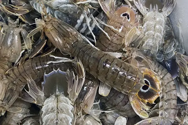 Canocchie, Pannocchie o Cicale di mare