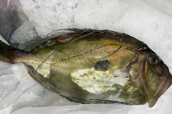pesce san pietro