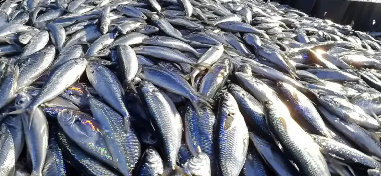 sarde sgombri