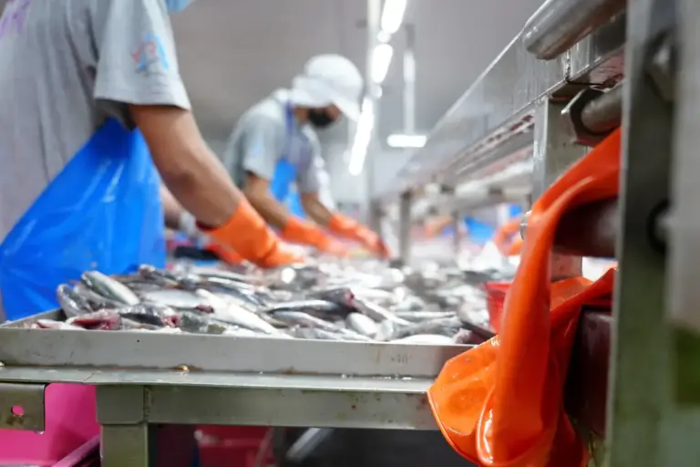 pulizia e porzionatura pesce fresco