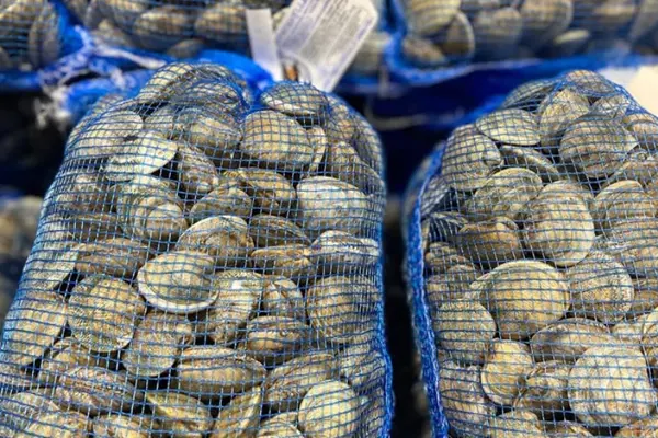 vongole veraci