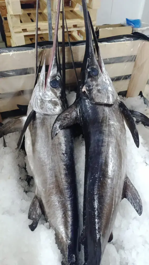 pesce spada mercato ittico torino