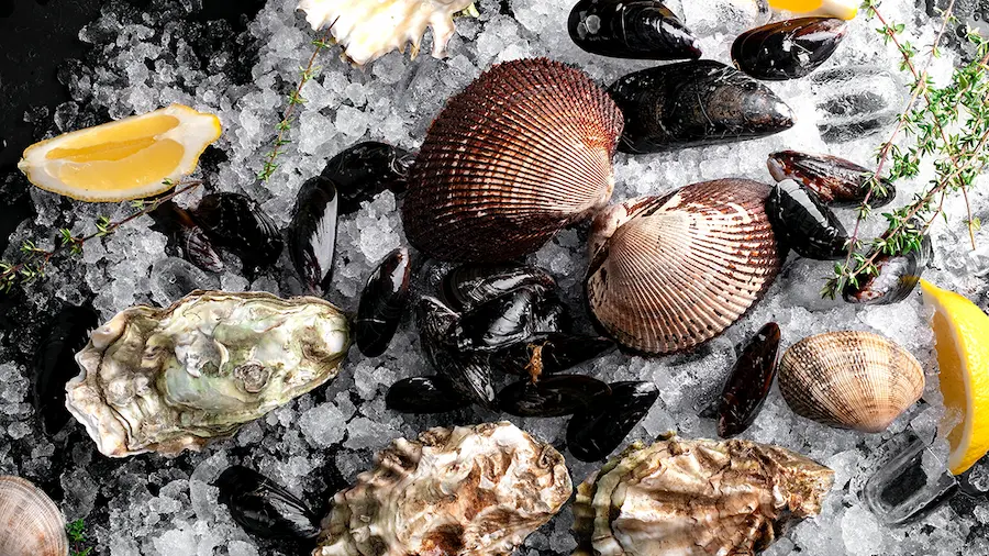 cozze, ostriche, vongole torino, frutti di mari freschi